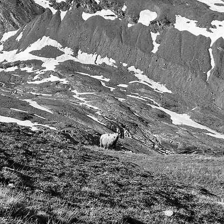 Violettes * Villaroger